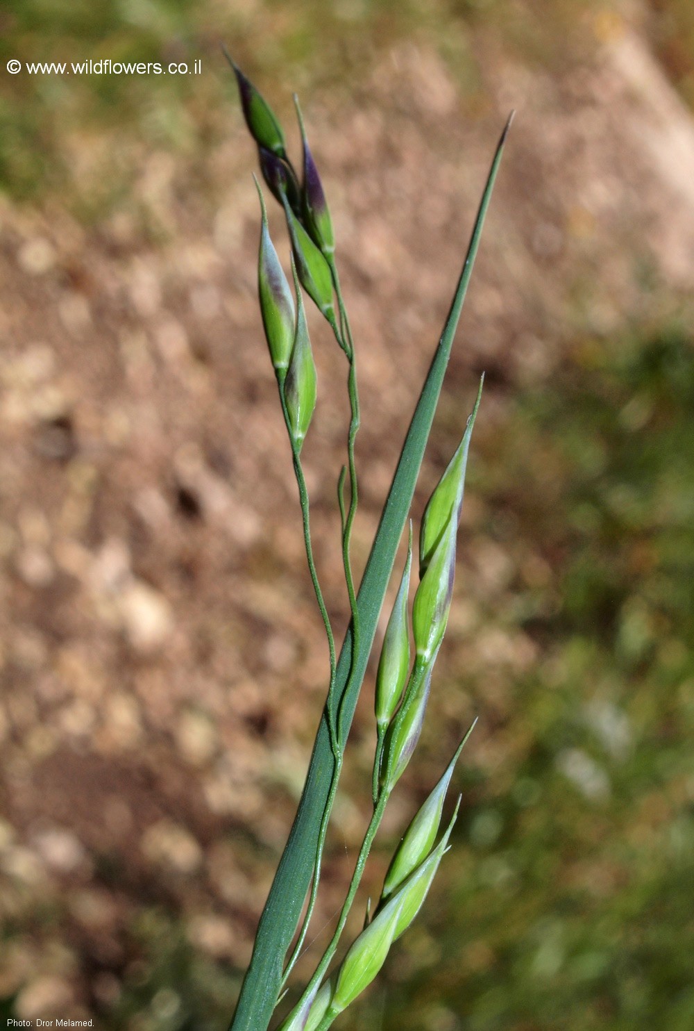 Piptatherum blancheanum